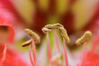 Macro photography close-up of flowers - petals and stamens of vermilion