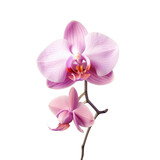 Fototapeta Storczyk - Close up shot of isolated violet orchid on transparent background
