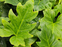 Closeup Of Leaves With Water Drops Of Philodendron Bipinnatifidum