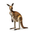 Red kangaroo on white background. AI generetive