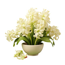 White Hyacinth Flower In A Cream Bowl On A Transparent Background During Spring