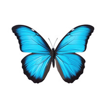 Transparent Background With Solitary Blue Butterfly