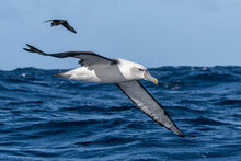 White-capped Mollymawk Albatross (Thalassarche Cauta) Seabird In Flight Gliding With View Of Underwings And The Ocean And Sky In Background. Tutukaka, New Zealand.