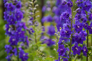 Canvas Print - Summer in the garden. The delphinium blooms beautifully. Blue flower is the delphinium in the garden on a natural background