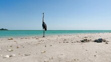 Long Neck Great Blue Heron Tropical Bird At Tropical Sandy Beach