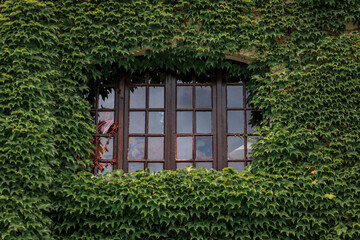 Poster - Ivy covered stone wall in Saint Paul de Vence, France, picturesque medieval town