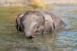 one young baby asian elephant (Elephas maximus) swimming in a pond