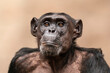 one adult chimpanzee (Pan paniscus) looks at the camera in astonishment