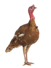 Sticker - red bourbon turkey female isolated on white background