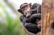 one Adult chimpanzee (Pan paniscus) sits relaxed in a tree