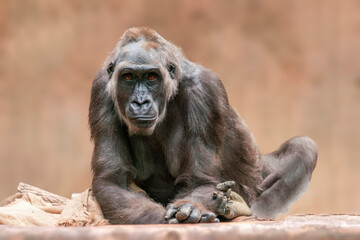 Sticker - one female gorilla sits on a tree trunk and observes the surroundings