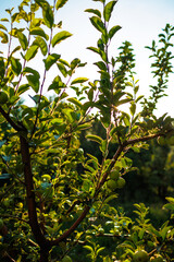 Wall Mural - green apples on the branches of a tree in the garden. apples on the tree. orchard with apples. close-up. fruit harvest.