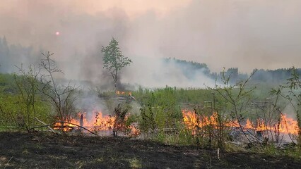 Wall Mural - Smoldering Green Grass Near Forest At Sunset. Fox Creek Wildfire In Alberta, Canada. timelapse