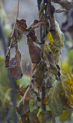 Canvas Print - Hanging yellow leaves