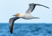 Australasian Gannet (Morus Serrator) Seabird In Flight Gliding With View Of Underwings Against The Sky And Ocean. Tutukaka, New Zealand