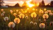 dandelions in a field during sunset