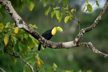 Wall Mural - Ramphastos sulfuratus, Keel-billed toucan The bird is perched on the branch in nice wildlife natural environment of Costa Rica