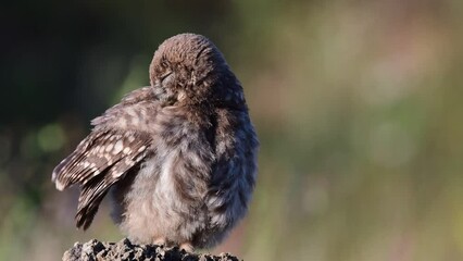 Wall Mural - Little owl in natural habitat Athene noctua. Owl cleans its feathers.