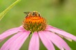 Bee pollinating echinacea flower close up.