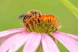 Bee pollinating echinacea flower close up.