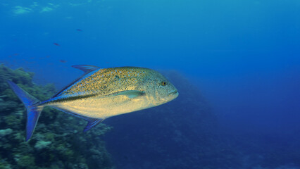 Wall Mural - Underwater photo of the Golden Kingfish - a trevally fish in the deep blue sea. From a scuba dive.