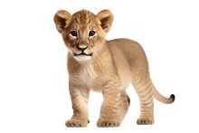 An Isolated Lion Cub On A White Background, Generative Ai