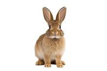 Rabbit Isolated On A White Background, Generative Ai