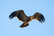 Eastern imperial eagle Aquila heliaca. Wildlife animal.