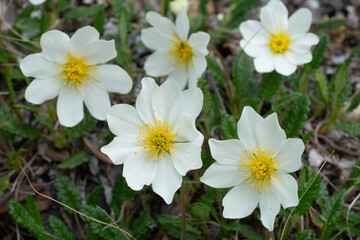 Wall Mural - Mountain Avens (Dryas Octopetala)