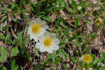 Wall Mural - Mountain Avens (Dryas Octopetala)