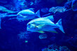 Sailfin snapper (Symphorichthys spilurus) beautiful large predator fish in marine aquarium