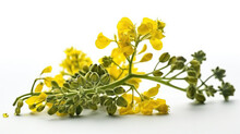 Rapeseed Plant With Yellow Flowers And Seeds. Mustard Plant Yellow Blossom. Canola Seeds And Fresh Canola Flowers Isolated On White Background. Canola Flower And Canola Isolated On White.