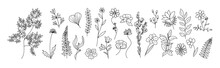 Set Of Tiny Wild Flowers And Plants Line Art Vector Botanical Illustrations On Transparent Background. Trendy Greenery Hand Drawn Black Ink Sketches Collection. Modern Design Logo, Tattoo, Wall Art.