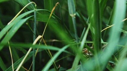 Argiope bruennichi spider moving in green grass.