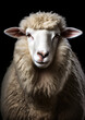 Photograph of a white sheep on a dark background conceptual for frame