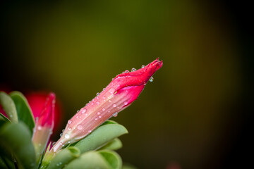 Wall Mural - Impala Lily, Pink Bignonia close up shot.