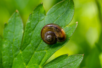 Oxychilus alliarius , commonly known as the garlic snail or garlic glass-snail