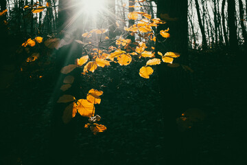 Sticker - beautiful foggy forest in autumn