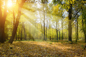 Wall Mural - Rays of sun in beautiful autumn park