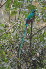 Wall Mural - Resplendent Quetzal, Pharomachrus mocinno, Savegre in Costa Rica, with green forest in background. Magnificent sacred green and red bird. Birdwatching in jungle.