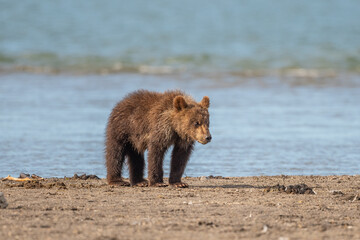 Wall Mural - Ruling the landscape, brown bears of Kamchatka (Ursus arctos beringianus)