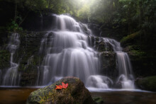 Beautiful Mun Dang Waterfall With A Maple Leaf On Stone Foreground At Phuhin Rongkla National Park In Phitsanulok Province Thailand.