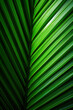 © digitizesc - green palm leaf as a background