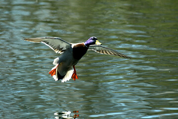 Wall Mural - Ente im Flug