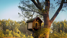 Bird House In The Forest