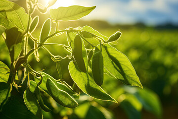 Canvas Print - Green Soy plant with Soy pods. 