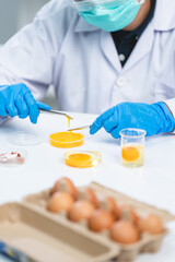 Wall Mural - laboratory of chicken egg in agriculture manufacturing industry or food quality control research, expert inspection working to science analysis test in medicine biology safety, biotechnology concept