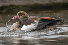 Egyptian Goose Playing With Water