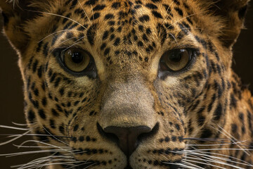 Wall Mural - Close-up portrait of a leopard head.