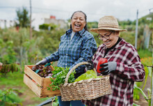 Happy Multiracial Senior Women Having Fun During Harvest Period In The Garden - Female Farmer Friends Picking Up Fresh Organic Vegetables
